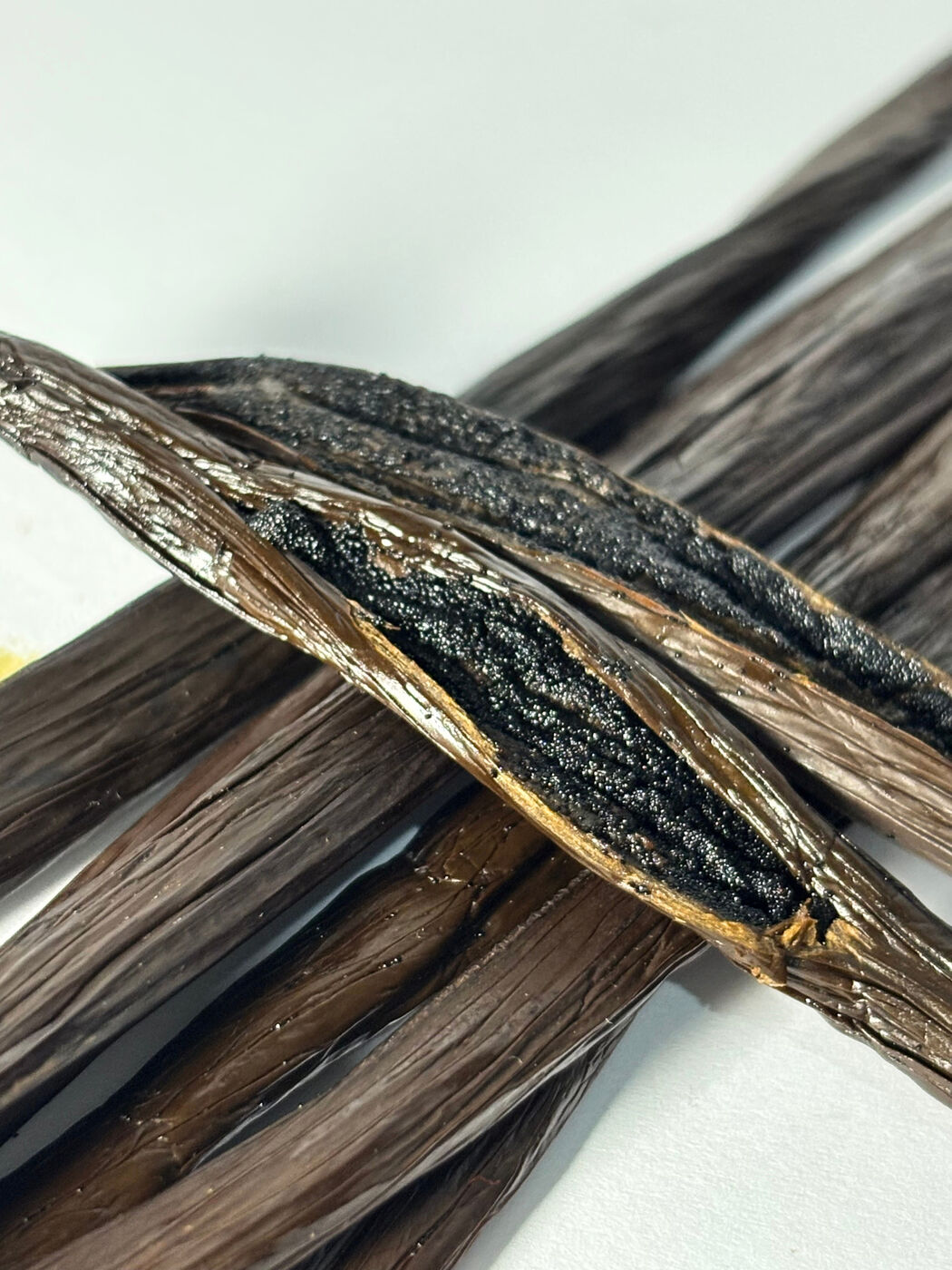 Vanilla Planifolia Gourmet Grade